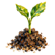 Seedling